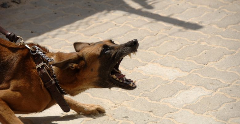 Pies zaatakował nastolatka. Chłopak trafił do szpitala, a policjanci szukają właściciela czworonoga (fot.poglądowe/www.pixabay.com)