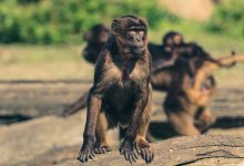 Atakuje małpia ospa! Przedostała się już do Europy (fot. poglądowe pixabay)