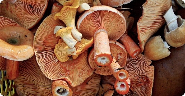 Przepisy na dania z grzybami (fot. pixabay.com)