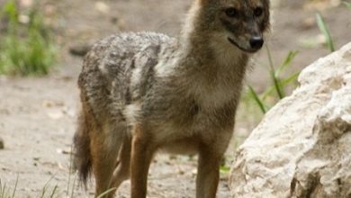 Szakal w województwie śląskim? To nie żart ani zoologiczna anomalia. Polującego szakala zauważył jeden z mieszkańców Zawiercia (fot.UM Zawiercie)