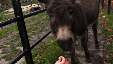 17 urodziny Usiołka, czyli 100 lat dla najsympatyczniejszego osiołka z ZOO w Chorzowie