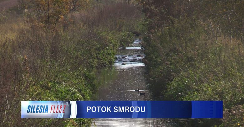 Mieszkańcy Rudy Śląskiej mają dość smrodu z rozlewiska przy Potoku Bielszowickim