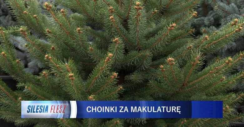 Tychy rozdają choinki mieszkańcom. Nie za darmo, a za makulaturę!