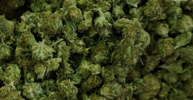 Zdjęcie suszu z marihuany (fot. policja)