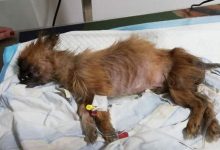 W sortowni śmieci znaleziono psa w związanym worku (fot. policja.pl)