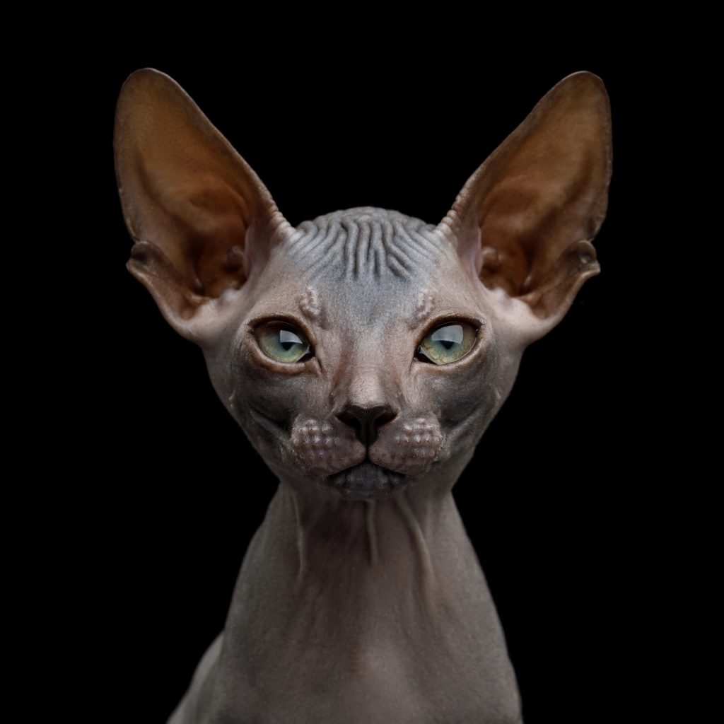 Sphynx. British shorthair grey cat. Sphynx. Grumpy Sphynx. W Centrum Handlowym Europa Centralna odbędzie się Pokaz Kotów Rasowych. Do Gliwic przyjedzie kilkadziesiąt czworonogów(fot.mat.pras)