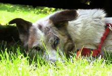 Co za bestialstwo! Skrajnie wyczerpanego psa znaleziono w Żarkach