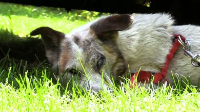 Co za bestialstwo! Skrajnie wyczerpanego psa znaleziono w Żarkach