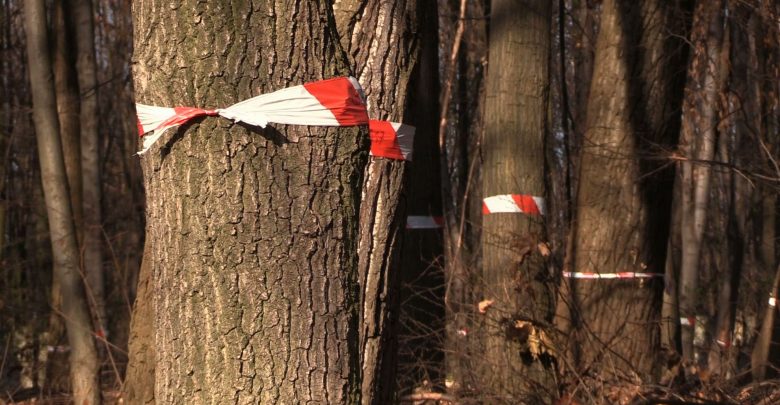 Koszmarny wypadek w Żernicy. Policja chce wycinki drzew