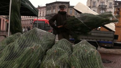 Do akcji przyłączyły się Lasy Państwowe, które każdej osobie, która oddała krew sprezentowała taką, świąteczną choinkę