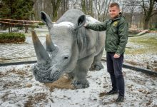 W chorzowskim ZOO można dotknąć nosorożca [FOTO]