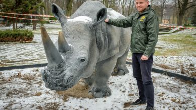 W chorzowskim ZOO można dotknąć nosorożca [FOTO]