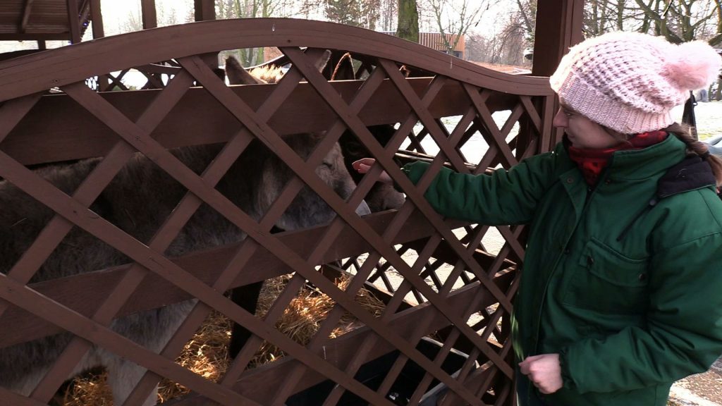 Żywa szopka stanęła w Śląskim Ogrodzie Zoologicznym. To tradycyjna atrakcja ZOO na święta! 