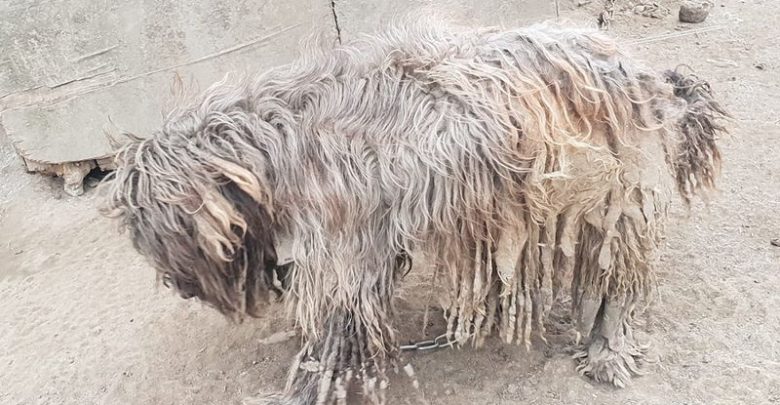 Łańcuch miał wrośnięty w skórę [FOTO] Właścicielka zaniedbanego psa nie widziała problemu (fot.KWP Gdańsk)