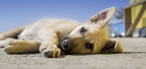 Fajerwerki w Sylwestra? Uważajcie na zwierzęta, huk wywołuje u nich olbrzymi stres