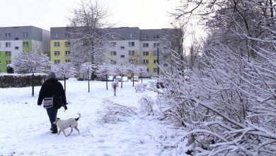 Polowaniem objęty zostanie kompleks leśny na południe od ul. Długiej w Tarnowskich Górach do ul. Suchogórskiej w Bytomiu