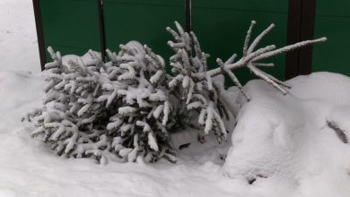 W większości miast choinki traktowane są jako odpady wielkogabarytowe. Trzeba więc sprawdzić, kiedy można je postawić przy śmietniku