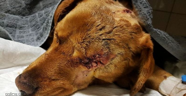 Skatował psa i żywcem zakopał go w lesie. Policja szuka właściciela (fot.policja.pl)