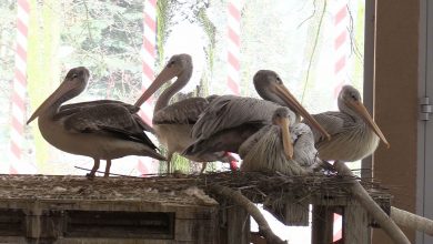 Pelikany małe ze Śląskiego Ogrodu Zoologicznego w Chorzowie mają nowy dom