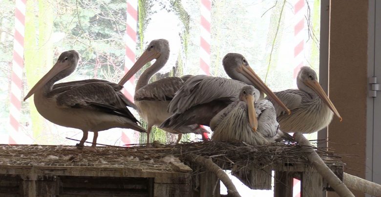 Pelikany małe ze Śląskiego Ogrodu Zoologicznego w Chorzowie mają nowy dom
