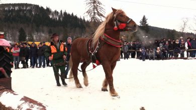 Lejce i bat zamiast biegów i kierownicy, czyli Zawody Furmanów w Węgierskiej Górce!