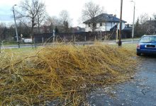 Gliwice: uszkodzili drzewa, urząd zawiadamia policję