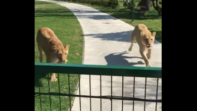 Reakcji zwierząt nie przewidzisz [WIDEO] Lwy rzuciły się na kobietę (fot. youtube.com/MALKIA PARK Big Cats Rescue)