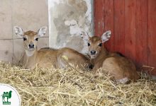 Ale słodziaki! Te zwierzątka przyszły na świat w chorzowskim ZOO [ZDJĘCIA] (fot. ZOO w Chorzowie)