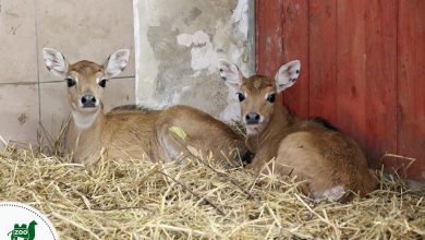 Ale słodziaki! Te zwierzątka przyszły na świat w chorzowskim ZOO [ZDJĘCIA] (fot. ZOO w Chorzowie)