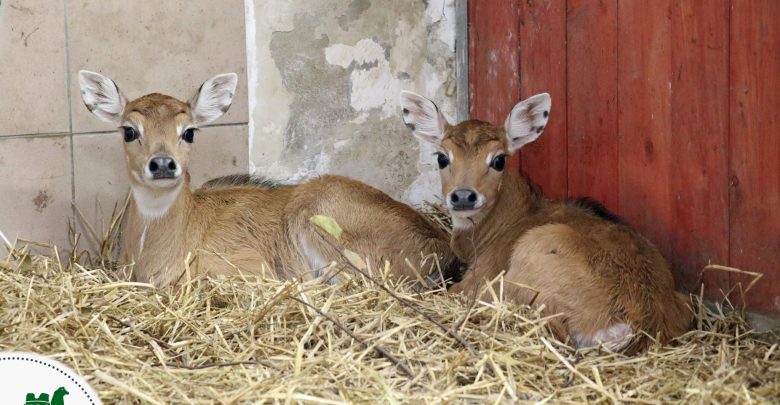 Ale słodziaki! Te zwierzątka przyszły na świat w chorzowskim ZOO [ZDJĘCIA] (fot. ZOO w Chorzowie)