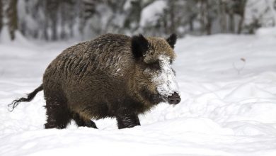 Tarnowskie Góry: w lasach będzie niebezpiecznie! Szykuje się polowanie