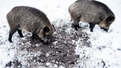 Odstrzał dzików ma rozpocząć się w najbliższą sobotę, 12 stycznia.