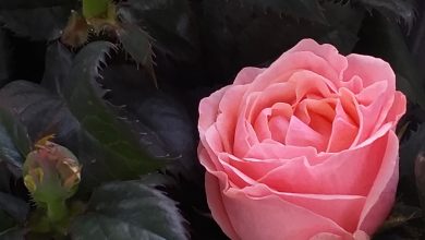 To centrum, jakiego jeszcze było. Park handlowy przy popularnej „Wiślance” w Żorach od 2 marca powiększa się o wyjątkowy market