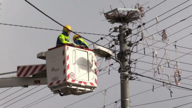 Tauron buduje specjalne platformy. Bociany zbudują wiosną na nich gniazda