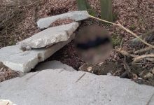 Knurów: Potrącił psa i uciekł. "Nie było to przypadkowe zdarzenie". Policja szuka sprawcy (fot. KMP Gliwice