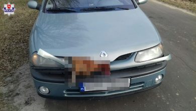 Kura sprawcą kolizji. Właściciel ptaka ukarany (fot. Policja Lubelska)