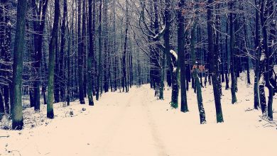 Nagie zwłoki znaleziono w lesie! Obok ciała, wykopany był rów