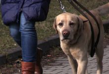 Interwencja Silesia Flesz: Ktoś truje psy w Jaworznie! Co na to policja? [WIDEO]
