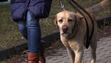 Interwencja Silesia Flesz: Ktoś truje psy w Jaworznie! Co na to policja? [WIDEO]