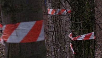 Chorzów: Pawilony zamiast drzew przy Parku Śląskim? Są kolejne petycje!