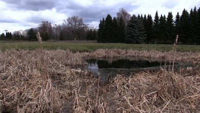 W Parku Śląskim znaleziono rozkładające się zwłoki. Do makabrycznego odkrycia doszło wczoraj, 10 marca, w rosarium.