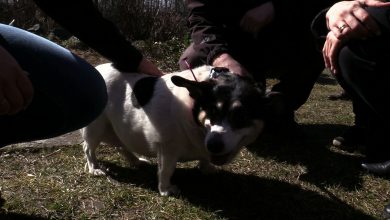 Daj pieskom pobiegać. Tłumy przed schroniskiem w Katowicach!