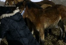 Prokuratura z Wodzisławia Śląskiego sprawdza, czy w jednym z tamtejszych gospodarstw nie doszło do znęcania się nad zwierzętami