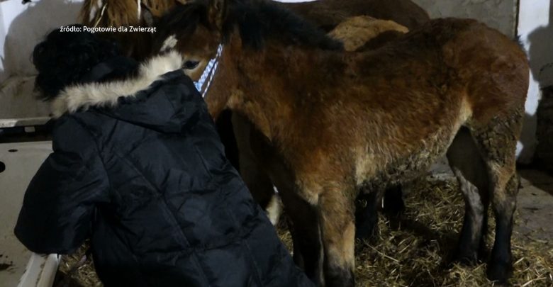 Prokuratura z Wodzisławia Śląskiego sprawdza, czy w jednym z tamtejszych gospodarstw nie doszło do znęcania się nad zwierzętami