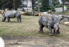 Nambi i Hope spacerują po nowym wybiegu [ZDJĘCIA] Zobacz nosorożce w chorzowskim ZOO (fot. facebook.com/Śląskie ZOO)