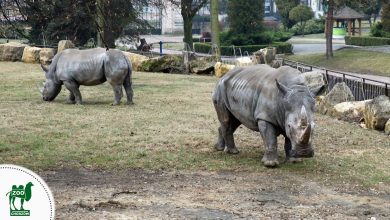 Nambi i Hope spacerują po nowym wybiegu [ZDJĘCIA] Zobacz nosorożce w chorzowskim ZOO (fot. facebook.com/Śląskie ZOO)