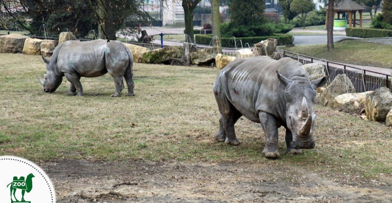 Nambi i Hope spacerują po nowym wybiegu [ZDJĘCIA] Zobacz nosorożce w chorzowskim ZOO (fot. facebook.com/Śląskie ZOO)