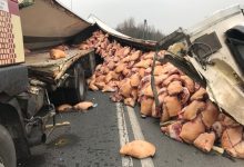Ruda Śląska; Świnie wysypały się na drogę! Dojazd do autostrady A4 całkowicie zablokowany! (fot.Paweł Jędrusik)