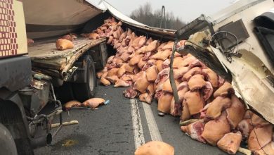 Ruda Śląska; Świnie wysypały się na drogę! Dojazd do autostrady A4 całkowicie zablokowany! (fot.Paweł Jędrusik)