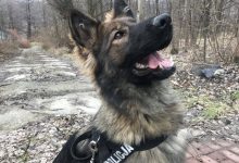 Mania to psi super-policjant! Uratował życie 91-latka! (fot.policja)